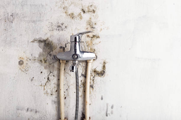 Trusted Bolindale, OH Mold Removal Experts