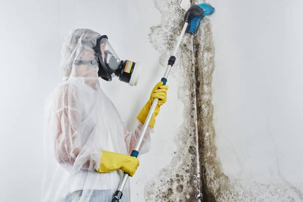 Best Local Mold Removal Service  in Bolindale, OH