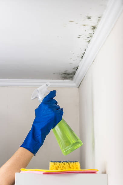 Best Home Mold Removal  in Bolindale, OH
